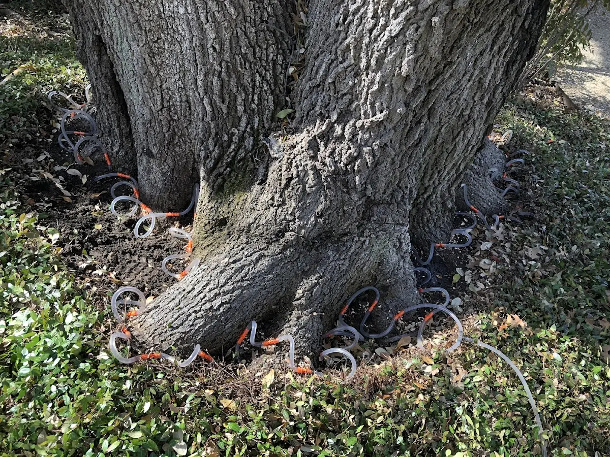 Detailed Tree Cabling and Bracing job site in Miranda