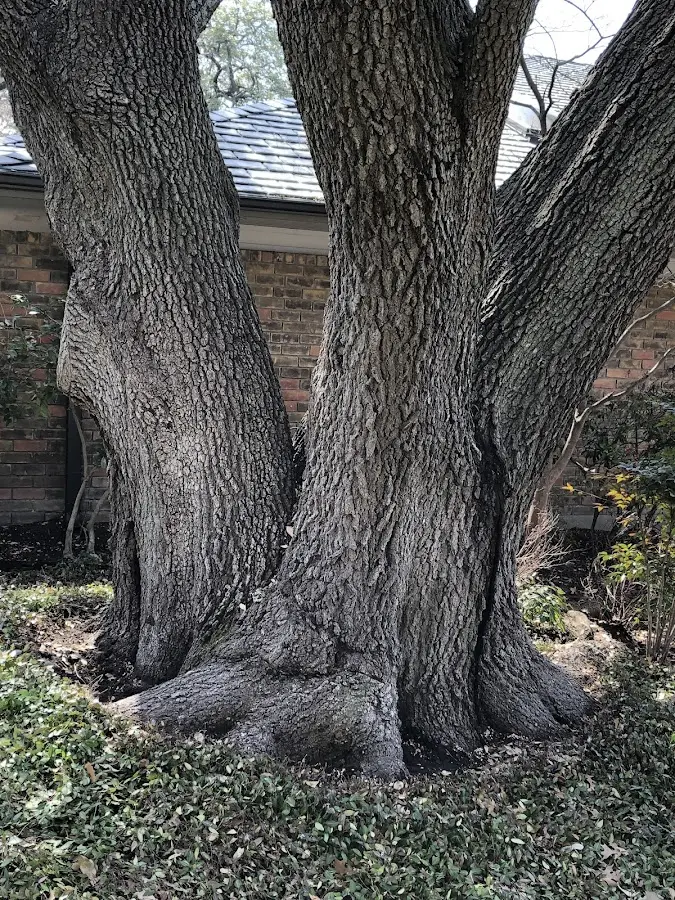 Mature heritage tree close to a Miranda property cared for by certified arborists
